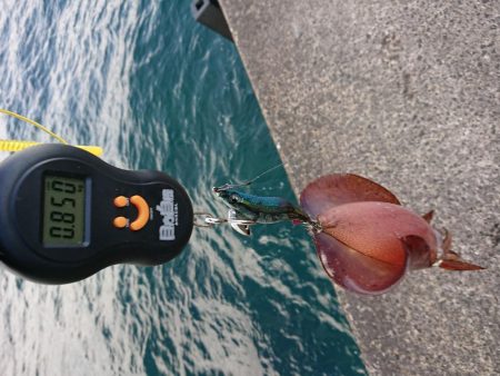 今年の初アオリ